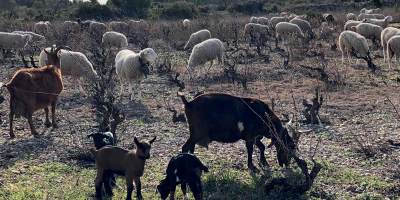 Brebis sur le plateau de Leucate