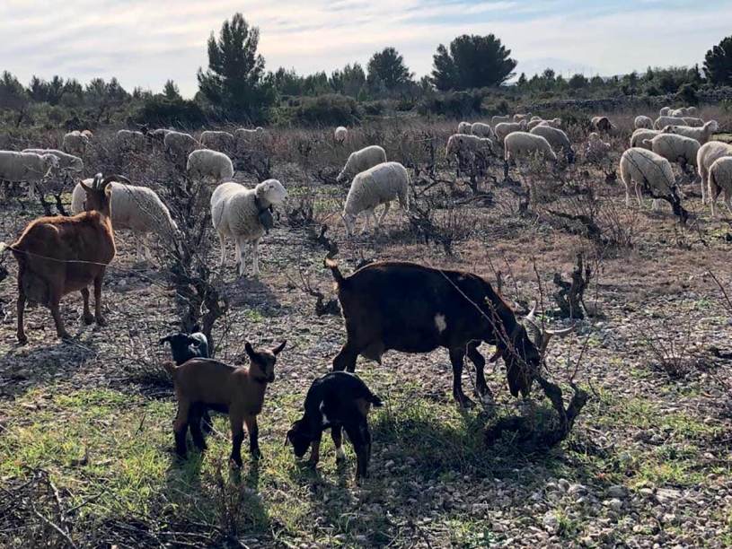 Brebis sur le plateau de Leucate